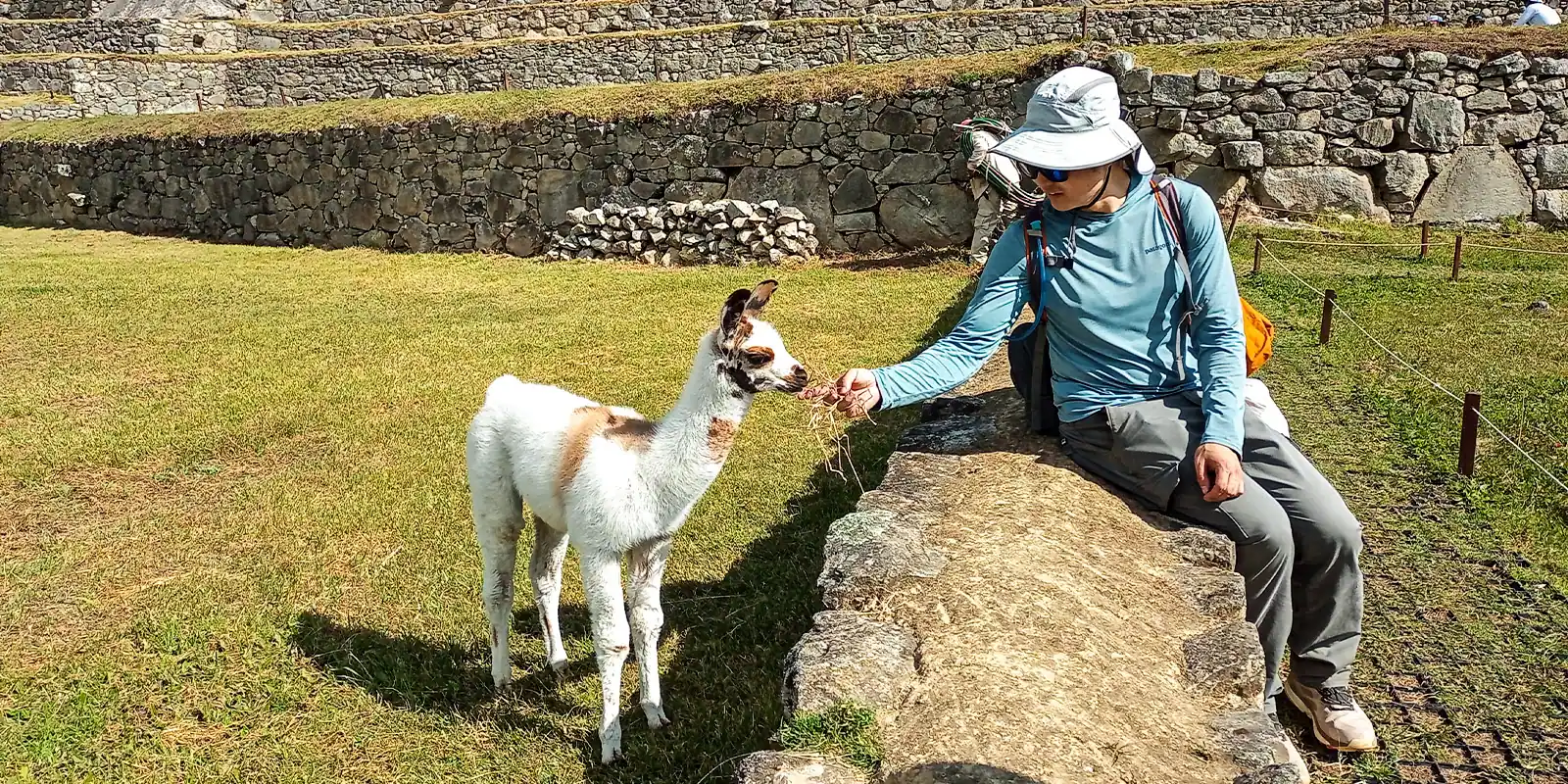 Machu Picchu Llama: The Inca Trail of the Sacred Llamas