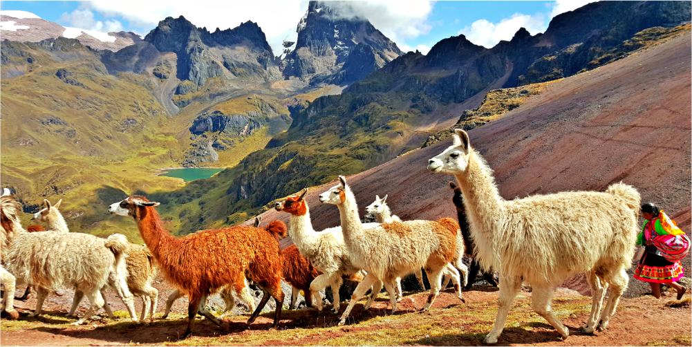 llamas in lares hike