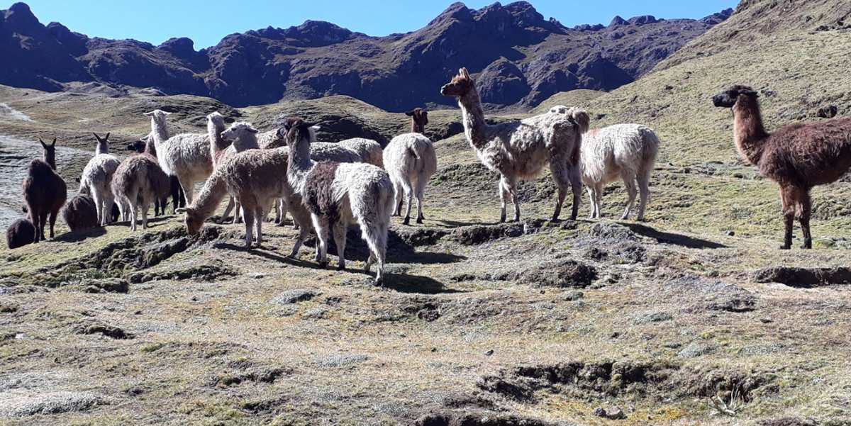 lares trek to machupicchu llamas and alpacas 4days