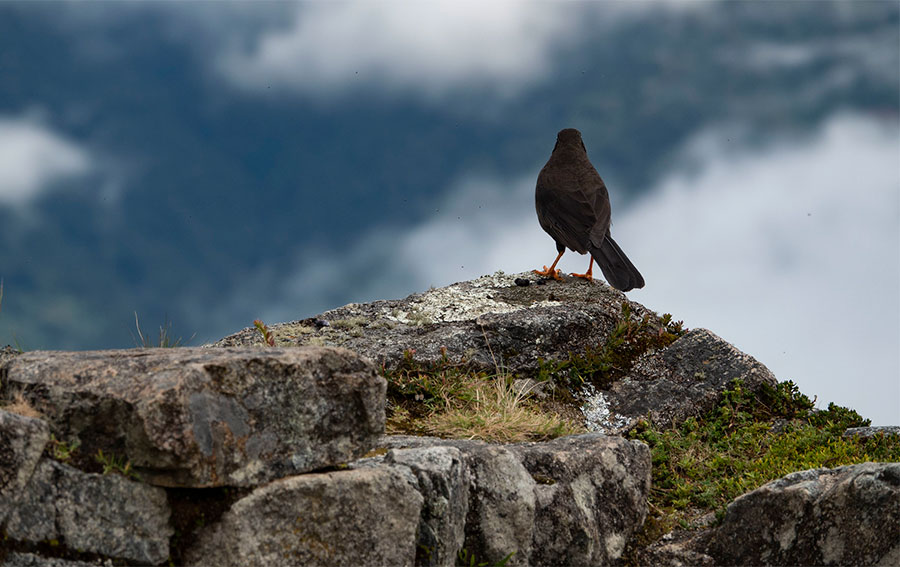 Birds on the Inca Trail