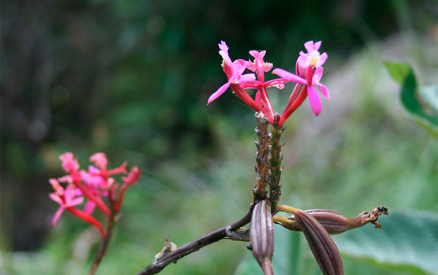 the flora on inca trail